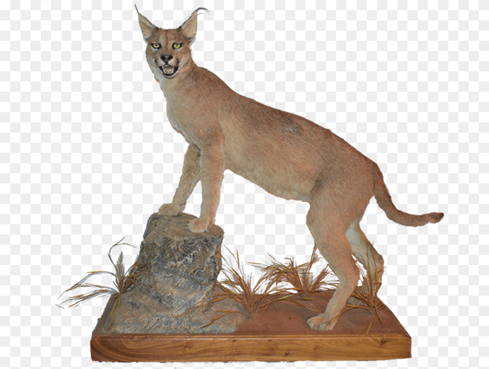 Caracal Full Mount Cr1 Cougar, Animal, Mammal, Wildlife, Canine Png Image
