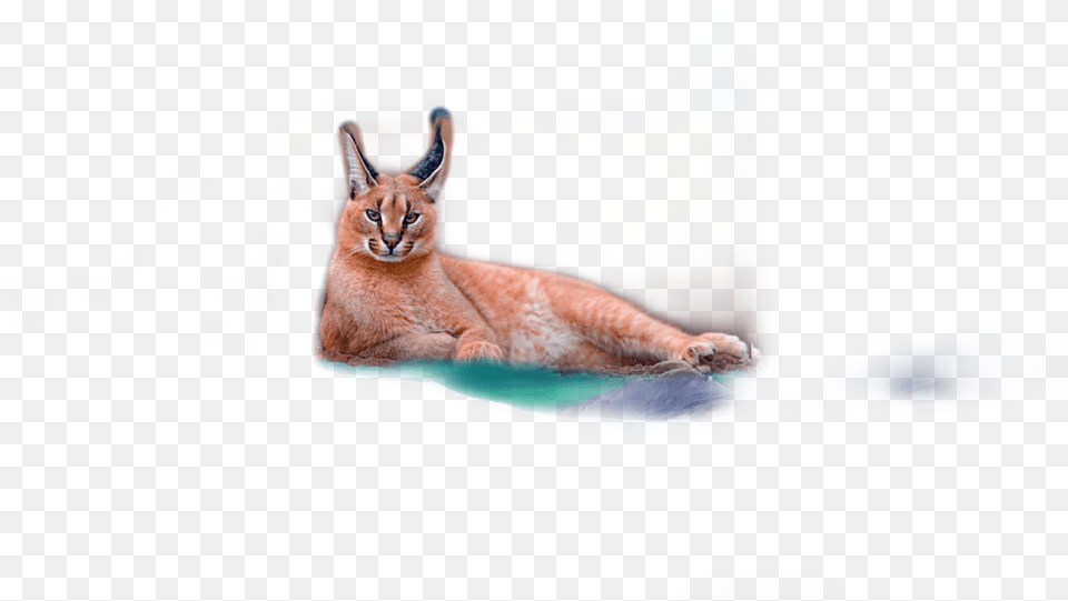 Caracal Swift Fox, Animal, Cat, Mammal, Pet Free Transparent Png