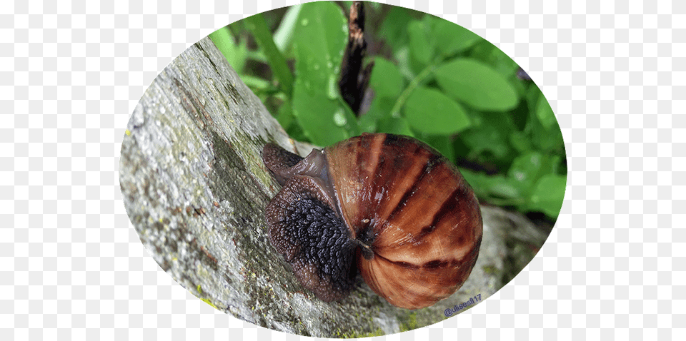 Caracol Africano 2 Snail, Animal, Insect, Invertebrate Free Png