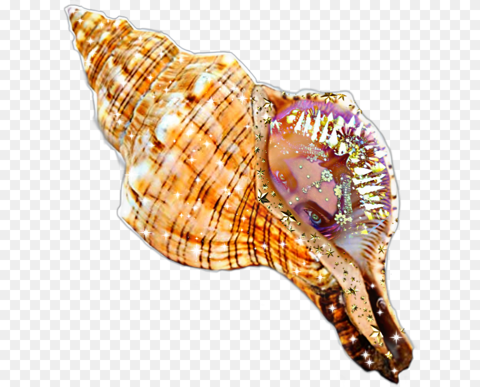 Caracol Sirena Mar Estrellasdemar Caracola De Mar, Animal, Invertebrate, Sea Life, Seashell Free Png Download