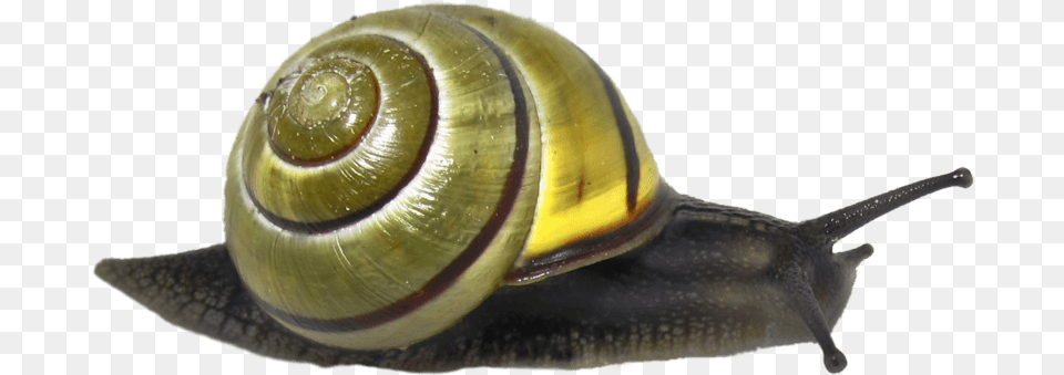 Caracol Verde Snail, Animal, Insect, Invertebrate Png