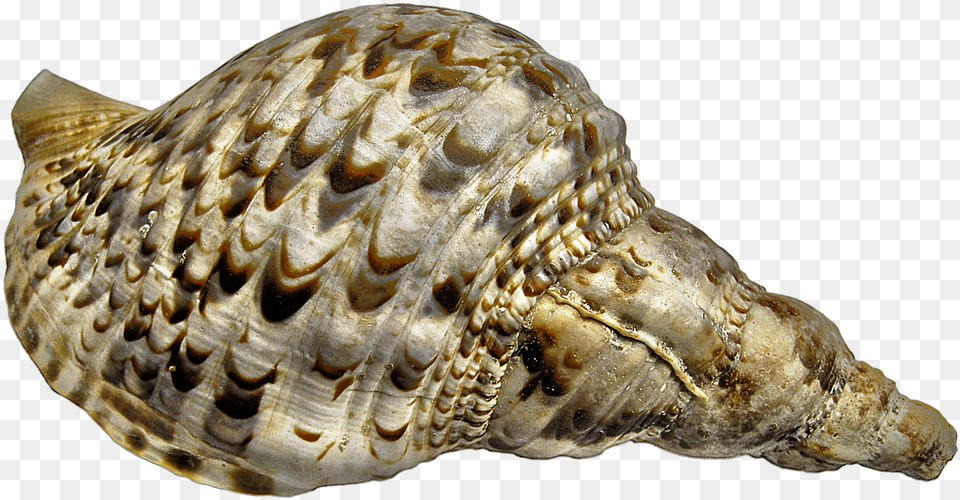 Caracol Viviendas Caracol De Mar Caracol Tritn Caracol De Mar, Animal, Invertebrate, Sea Life, Seashell Png