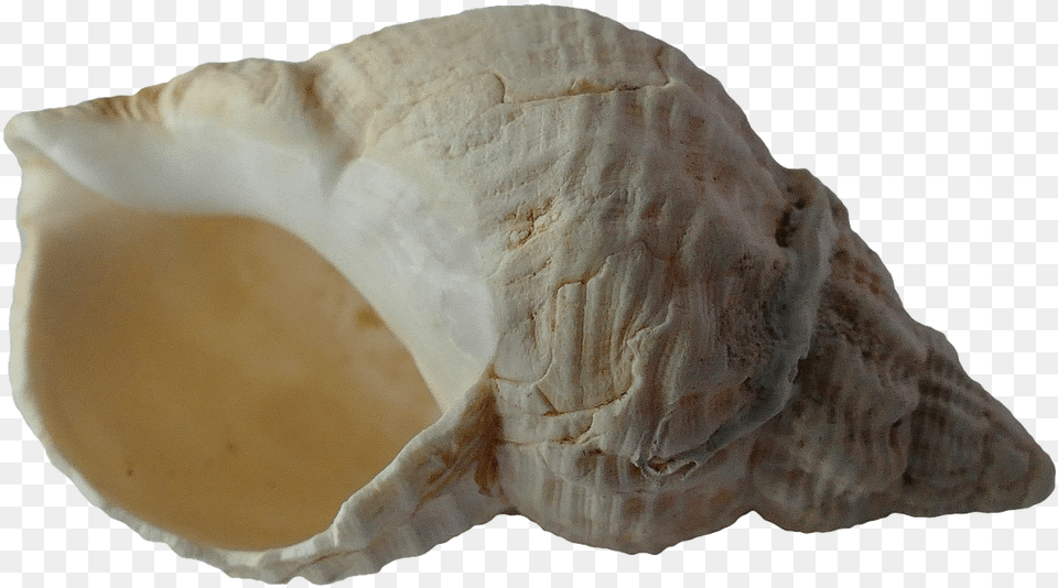 Caracola Alta Resolucion, Animal, Invertebrate, Sea Life, Seashell Free Png Download