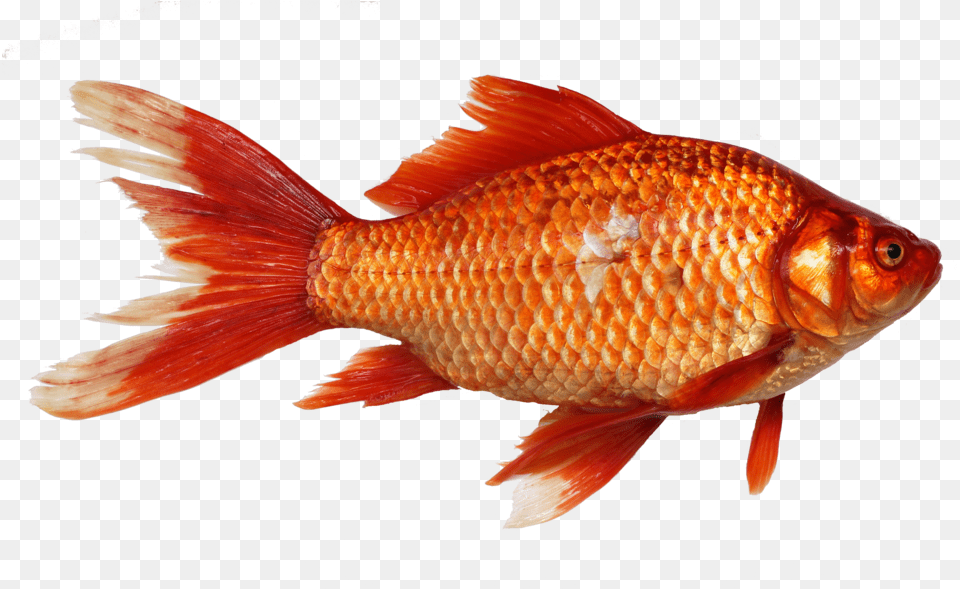 Carassius Gibelio By George Chernilevsky Fish Transparent Background, Animal, Sea Life, Goldfish Png Image