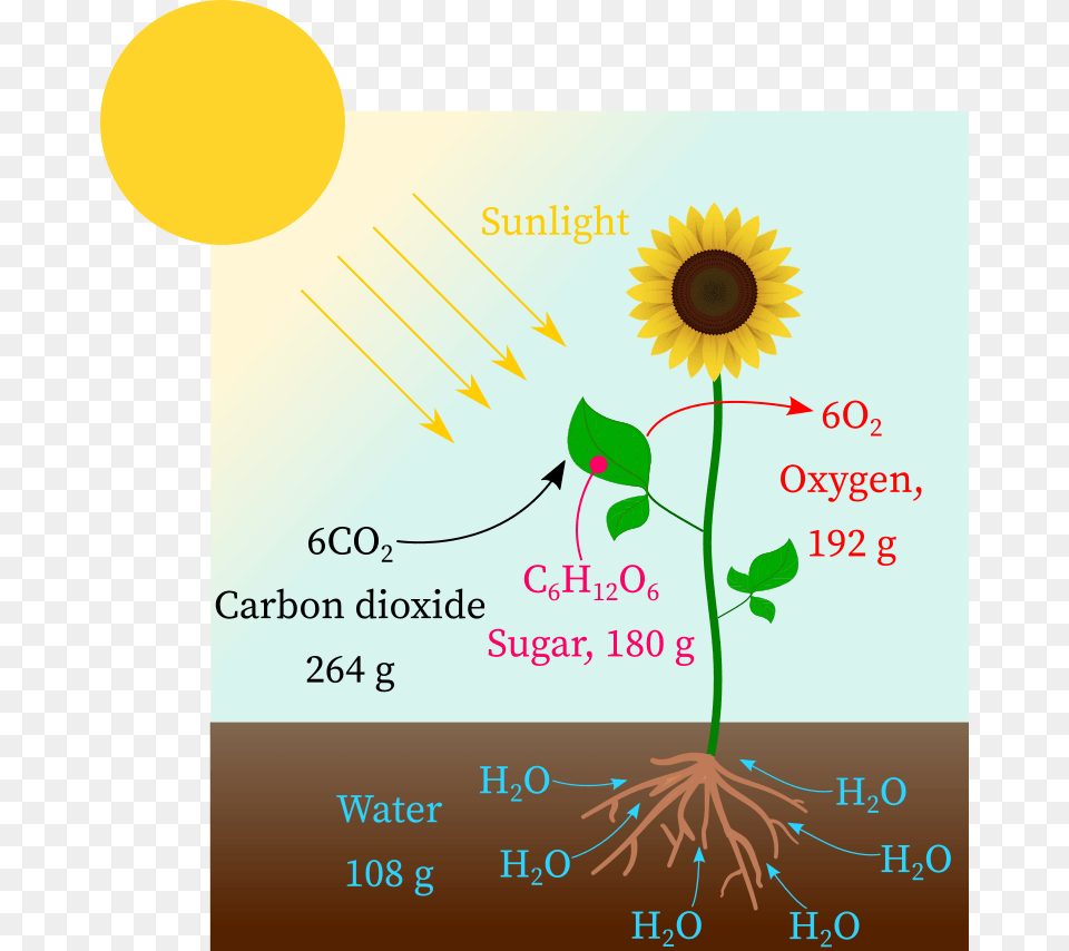 Carbon Dioxide Reacts With Water In Presence Of Sunlight Sunflower, Flower, Plant Png