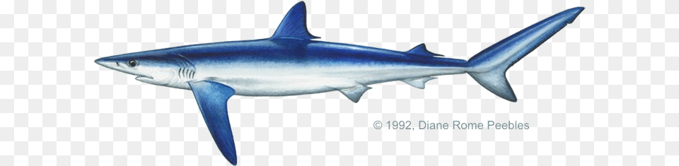 Carcharhinidae Family Blue Shark, Animal, Fish, Sea Life Free Png