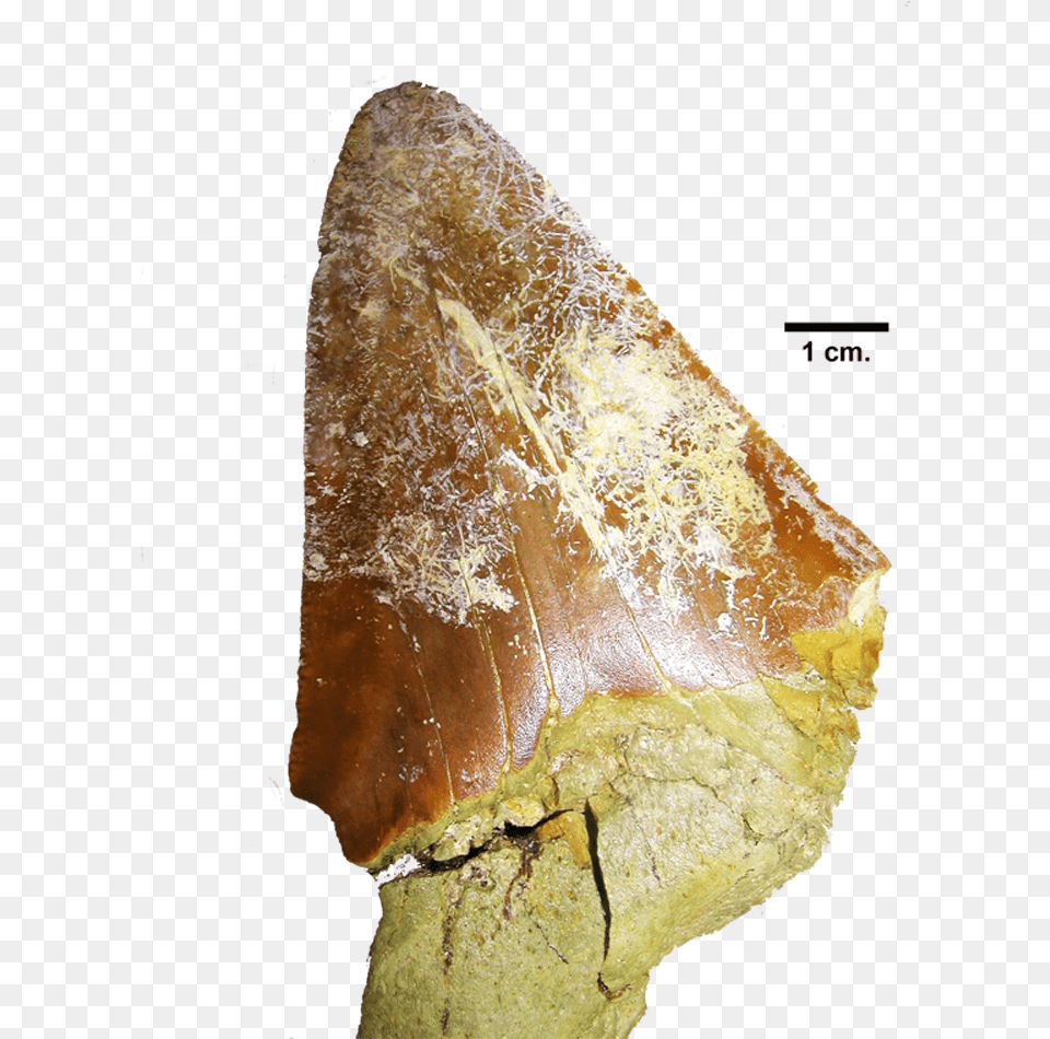 Carcharodon Megalodon Macro Photography, Accessories, Ornament, Jewelry, Gemstone Free Png