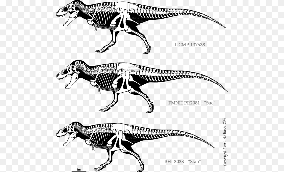 Carcharodontosaurus Skeleton Download Triceratops Vs T Rex Size, Animal, Dinosaur, Reptile Png