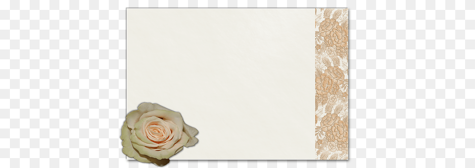 Card Flower, Plant, Rose, Petal Free Transparent Png