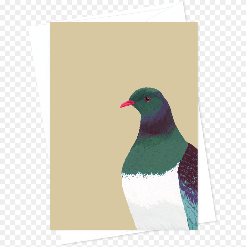 Card And Envelope Kereru Turkey, Animal, Bird, Pigeon Png