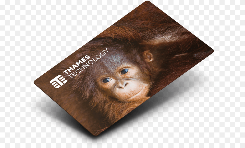 Card Petg Orangutan, Animal, Mammal, Monkey, Wildlife Free Png