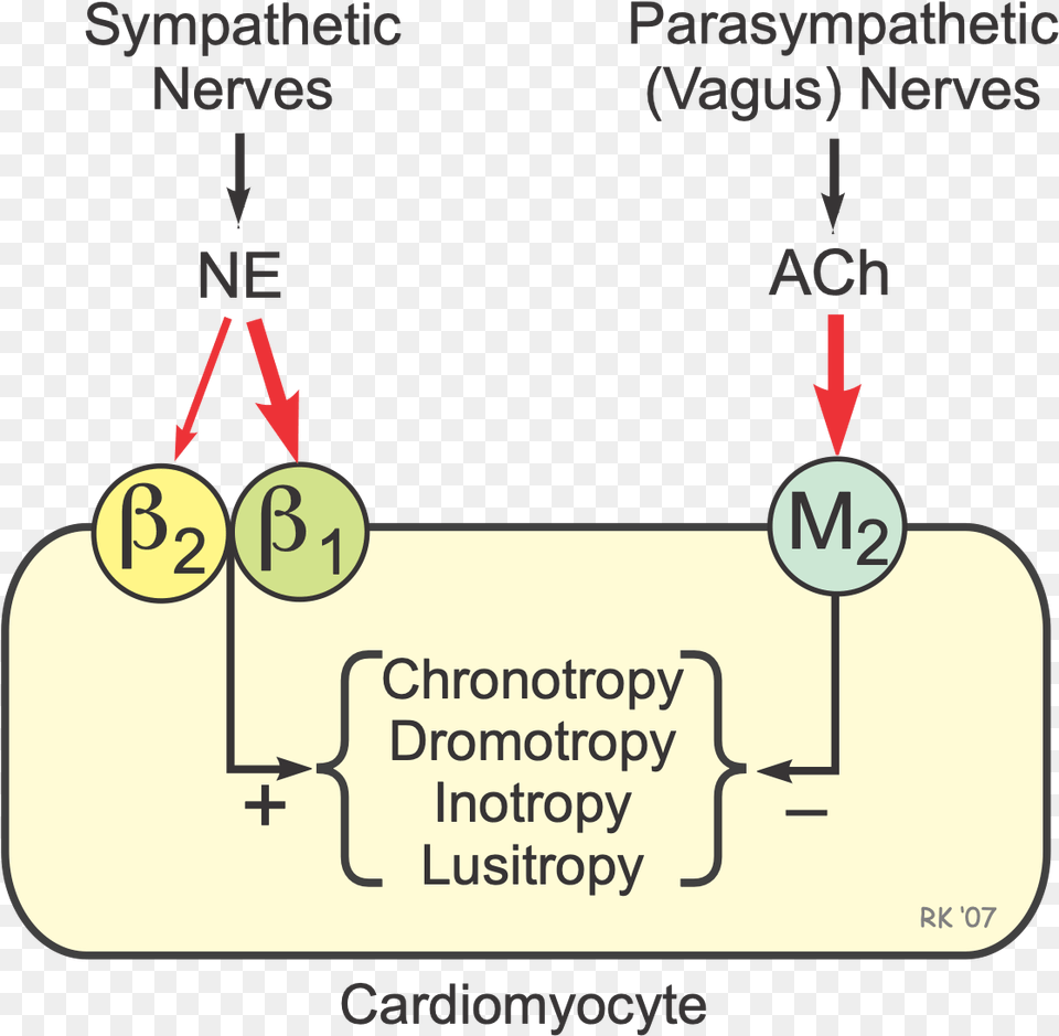 Cardiac Autonomic Receptors, Diagram, Text Free Png Download