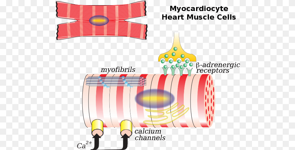 Cardiac Muscle Cell Wikipedia Cardiac Cell, Dynamite, Weapon Free Transparent Png