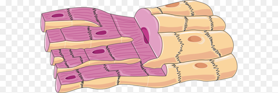 Cardiac Muscle Cells Smooth Muscle Cell Cartoon, Pork, Food, Meat, Ham Png