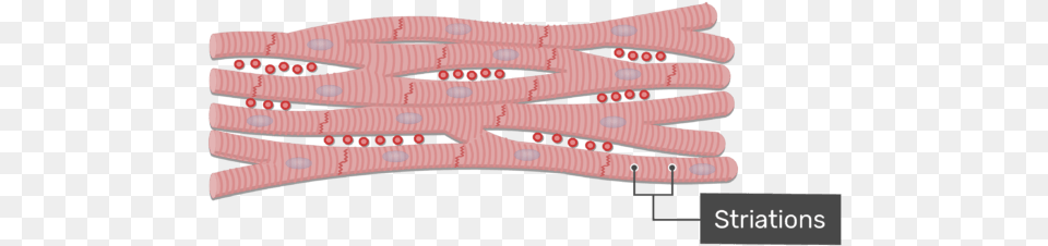 Cardiac Muscle Tissue Cardiac Muscle Tissue Free Png Download