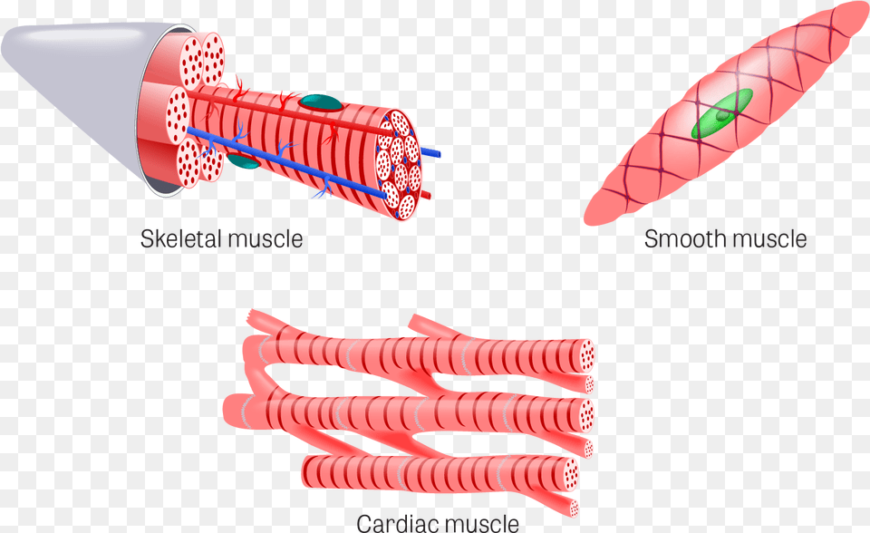 Cardiac Muscle Tissue Organ, Dynamite, Weapon Free Transparent Png