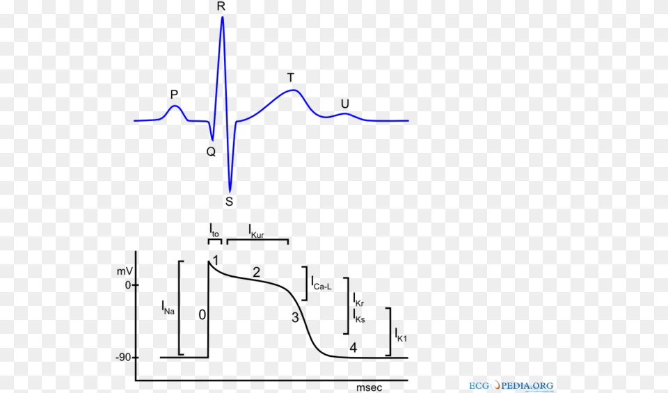 Cardiacactionpotential Actiepotentiaal Hartspiercel Png