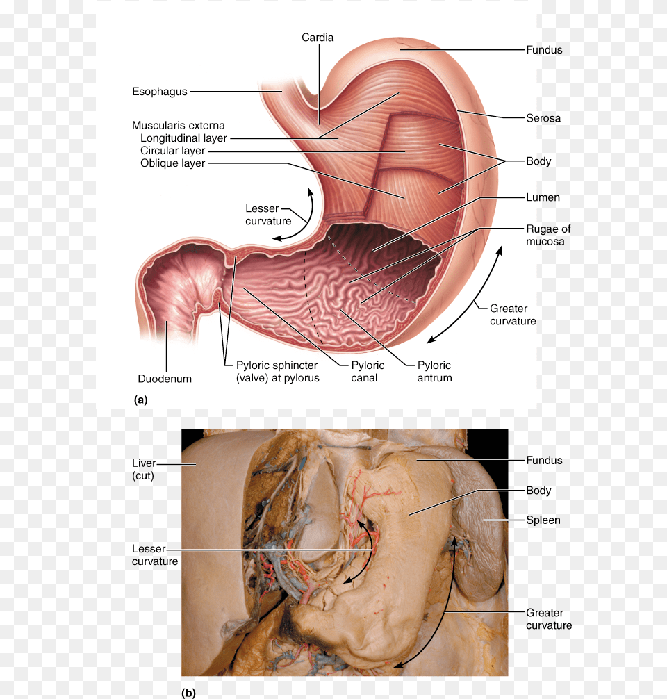 Cardial Part Of Stomach, Adult, Bride, Female, Person Free Transparent Png
