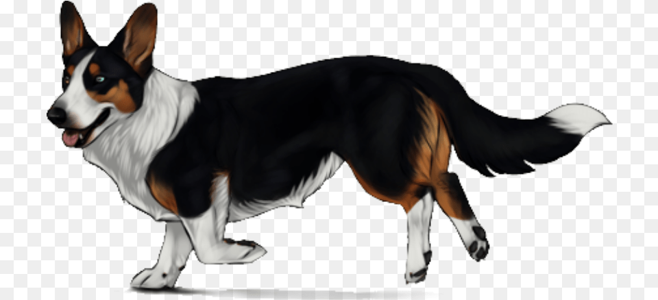 Cardigan Welsh Corgi, Animal, Canine, Collie, Dog Free Png