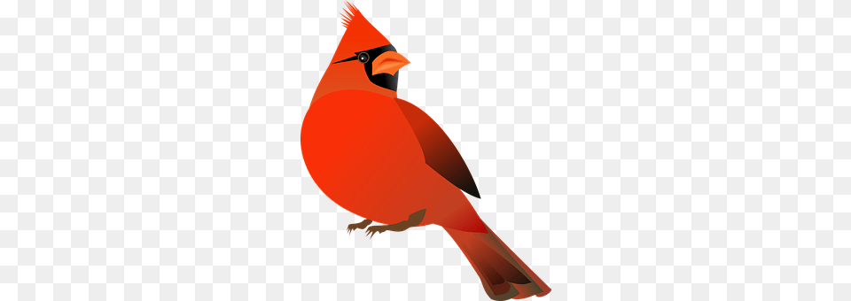 Cardinal Animal, Bird, Adult, Female Free Transparent Png