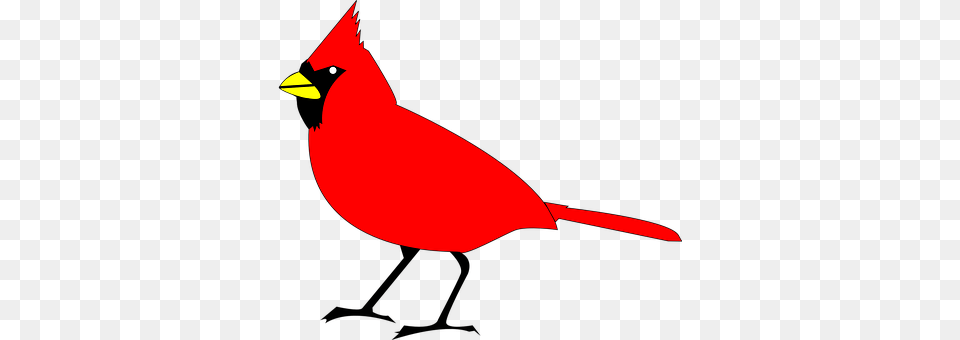 Cardinal Animal, Bird Png Image