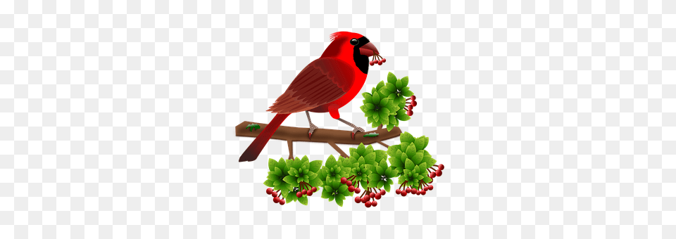 Cardinal Animal, Bird, Beak Free Png Download