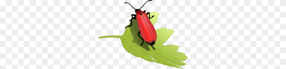 Cardinal Beetle, Animal, Firefly, Insect, Invertebrate Free Png Download
