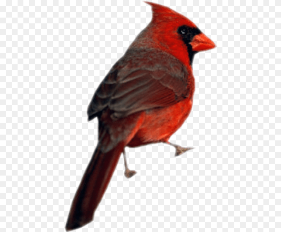 Cardinal Bird, Animal, Fish, Sea Life, Shark Free Transparent Png