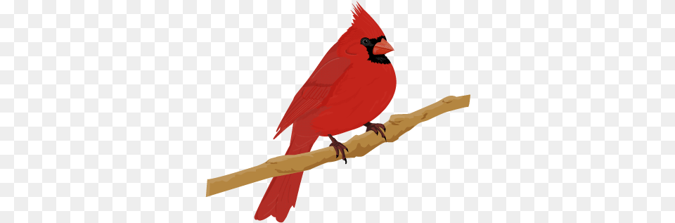 Cardinal Bird, Animal Png Image