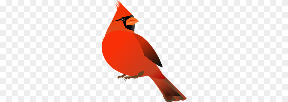 Cardinal Bird Cardinalidae Art Class Ideas Birds, Animal, Adult, Female, Person Png