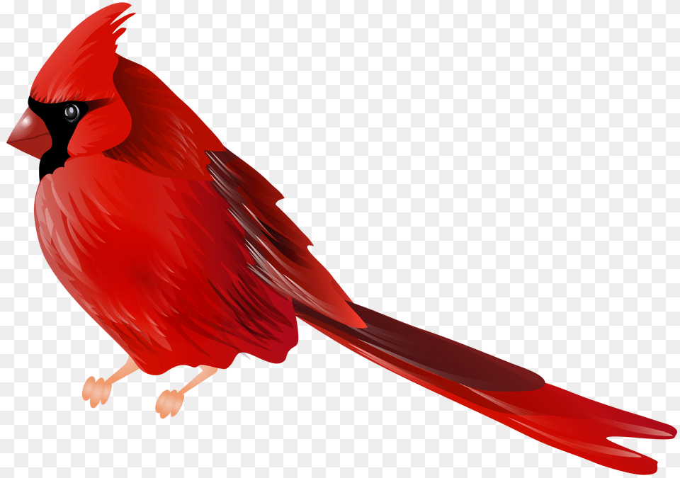 Cardinal Bird Clip, Animal Png Image