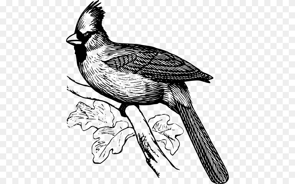 Cardinal Bird Clip Arts Cardinal Black And White Clipart, Gray Free Png Download