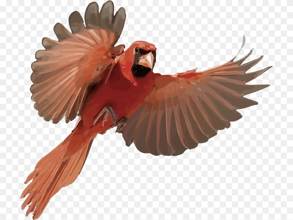 Cardinal Bird Image On Pixabay Macaw, Animal, Person, Face, Head Free Transparent Png