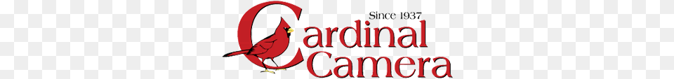 Cardinal Camera Cardinal Camera Logo, Animal, Bird Png Image