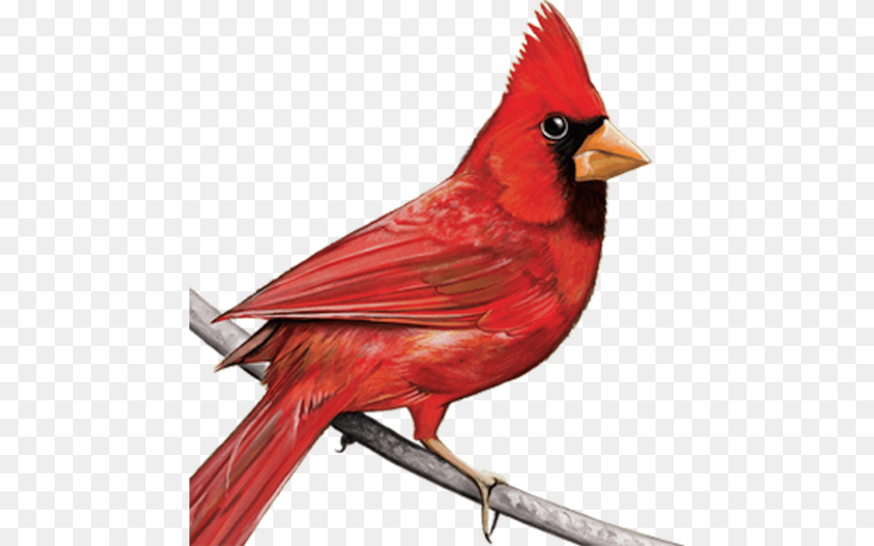 Cardinal Cardinal Clipart Transparent, Animal, Bird Png