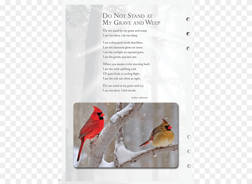 Cardinal Cardinals Birds, Animal, Beak, Bird Free Png