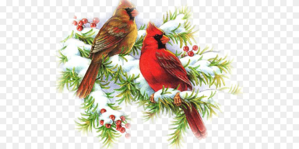 Cardinal Clipart Christmas Christmas Cardinal, Animal, Bird Png