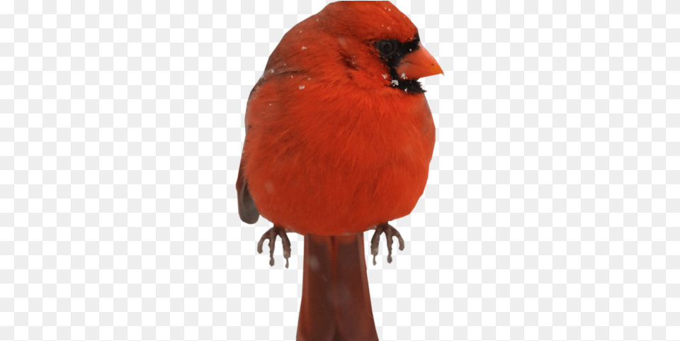 Cardinal Clipart Red Bird Northern Cardinal, Animal, Baby, Person Free Transparent Png