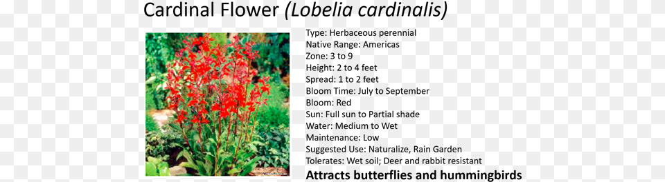 Cardinal Flower, Plant, Garden, Nature, Outdoors Png