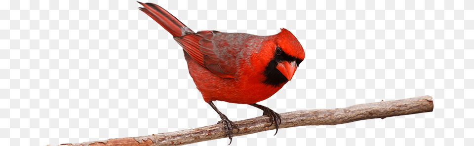 Cardinal Northern Cardinal, Animal, Bird, Beak Free Png