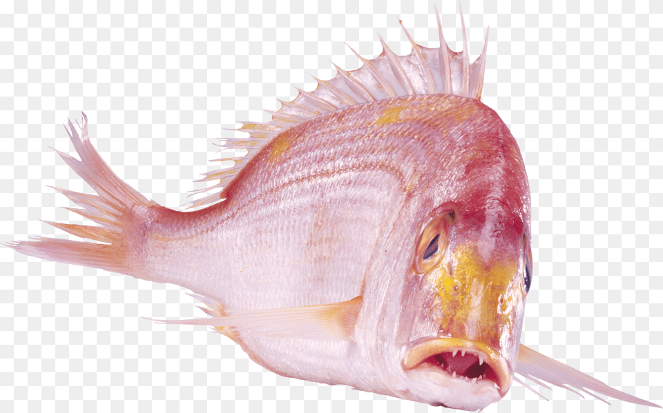 Cardinal Peixe, Animal, Fish, Sea Life Free Transparent Png