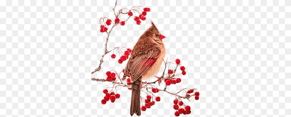 Cardinal Redberry Branch Birds On Branches Animal, Bird, Finch, Plant Free Transparent Png