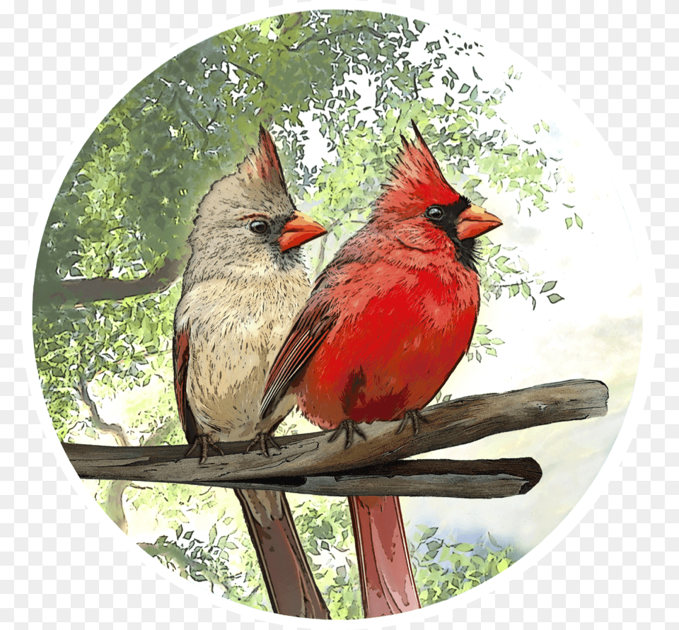 Cardinal Screen Door Magnets, Animal, Bird, Beak Free Transparent Png