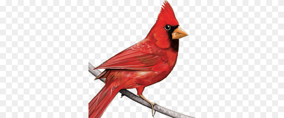 Cardinal Vector Images Vectorhqcom Clipart, Animal, Bird Png