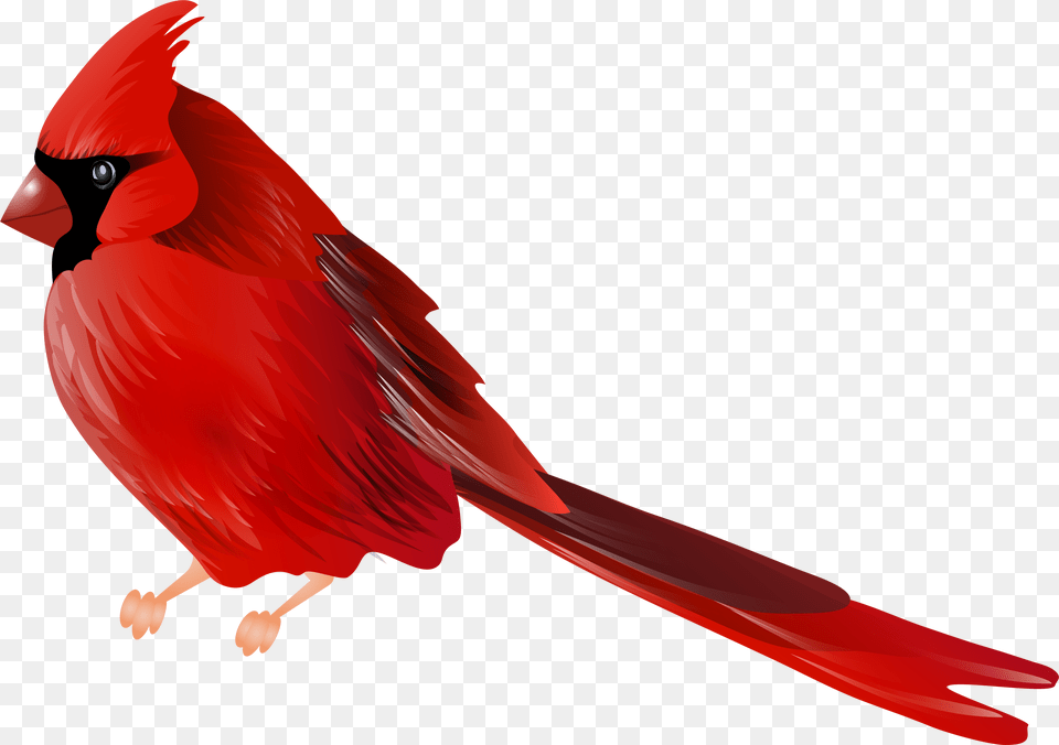 Cardinal With No Background Cardinal Bird, Animal Free Png