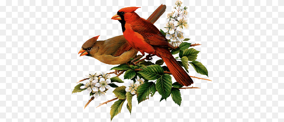 Cardinals Roger Tory Peterson Cardinal, Animal, Bird, Beak Png Image