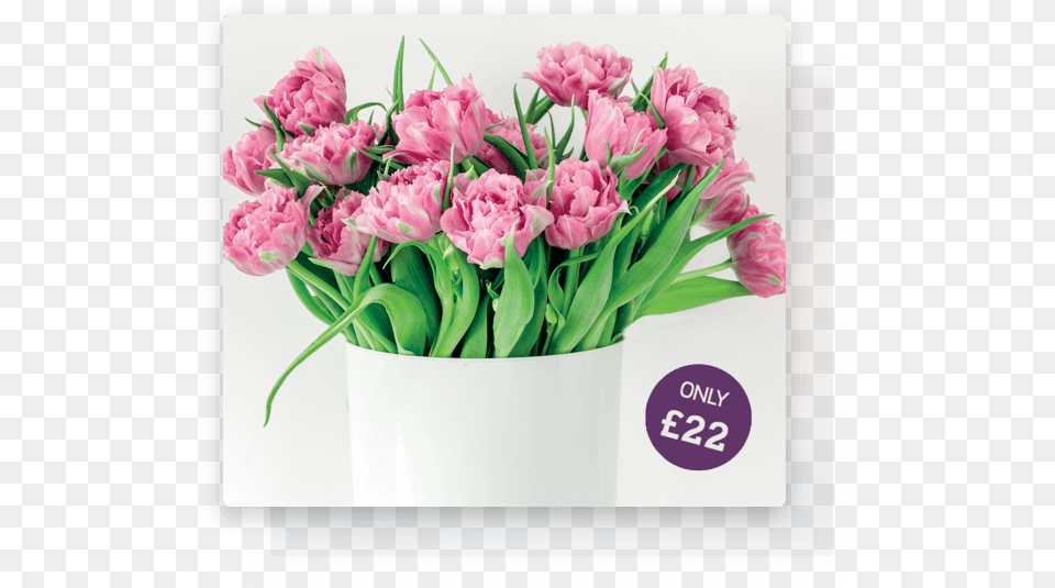 Care Amp Arrangement Tips Available Tulip, Flower, Flower Arrangement, Flower Bouquet, Plant Free Transparent Png