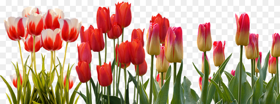 Care Of The Flower Garden Flower Garden, Plant, Tulip Png