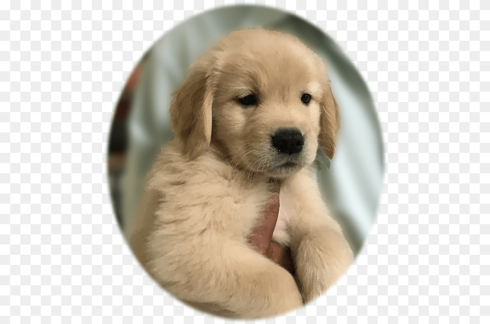 Caribbean Golden Retriever Puppy Companion Dog, Animal, Canine, Mammal, Pet Free Png