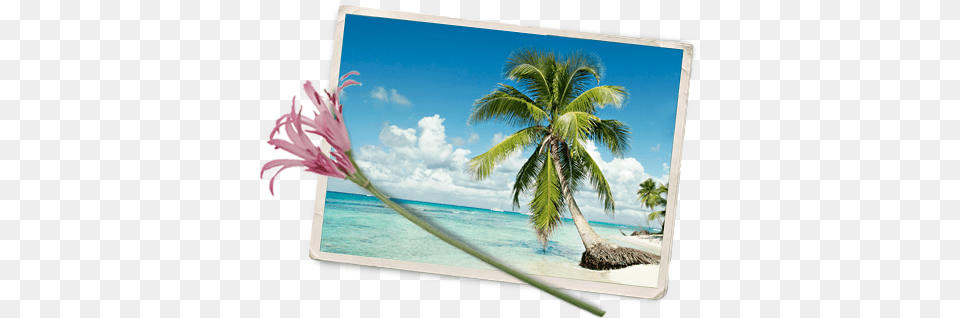 Caribbean Island Wild Flowers Caribbean Island Wildflowers Plage Paradisiaque, Tropical, Nature, Outdoors, Summer Free Png
